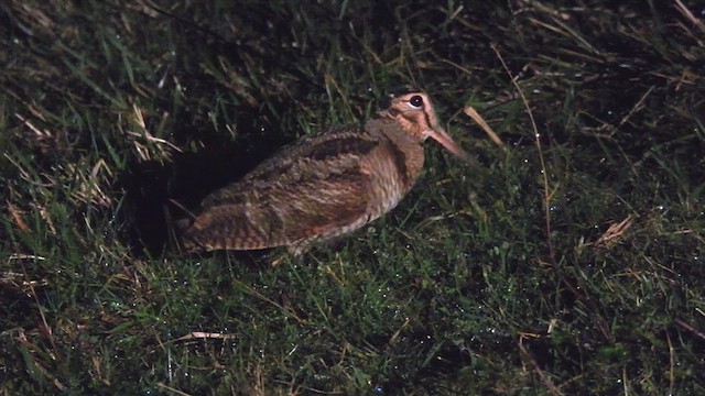 Eurasian Woodcock - ML613721864