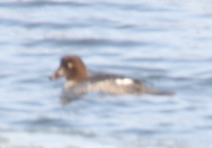 Common Goldeneye - Cathy Cox