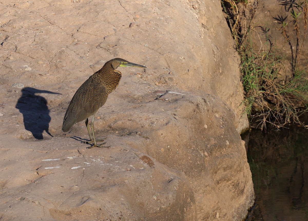 Bare-throated Tiger-Heron - ML613721967