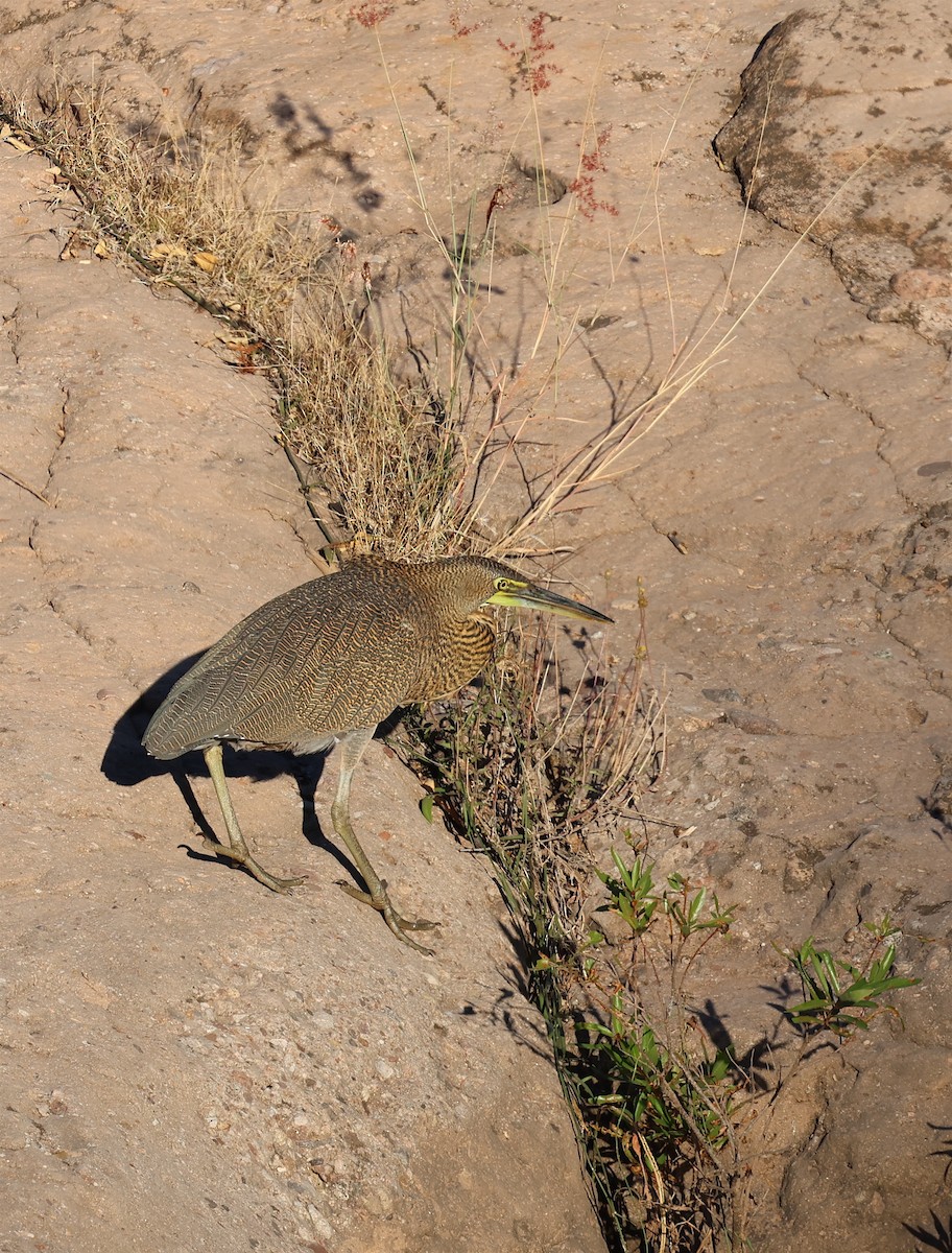 Bare-throated Tiger-Heron - ML613721968