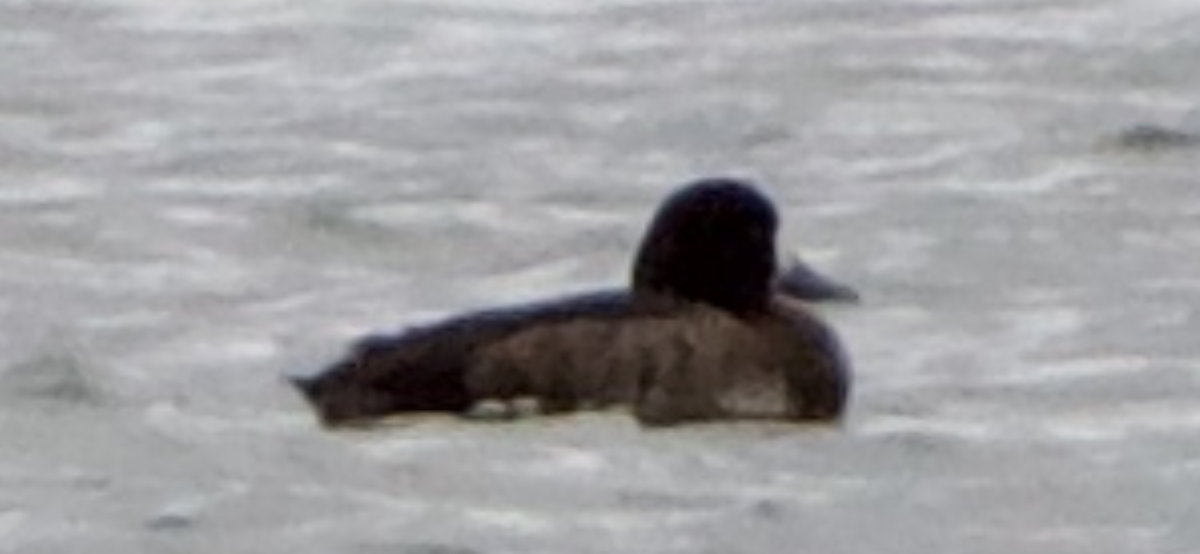 Greater Scaup - ML613722000