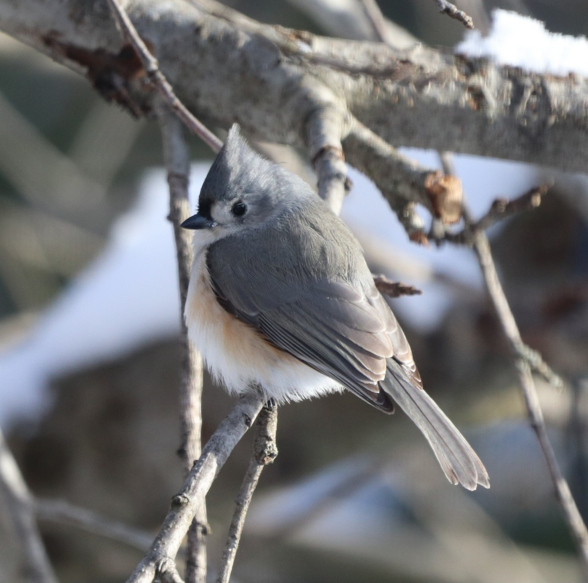 Tufted Titmouse - ML613722017