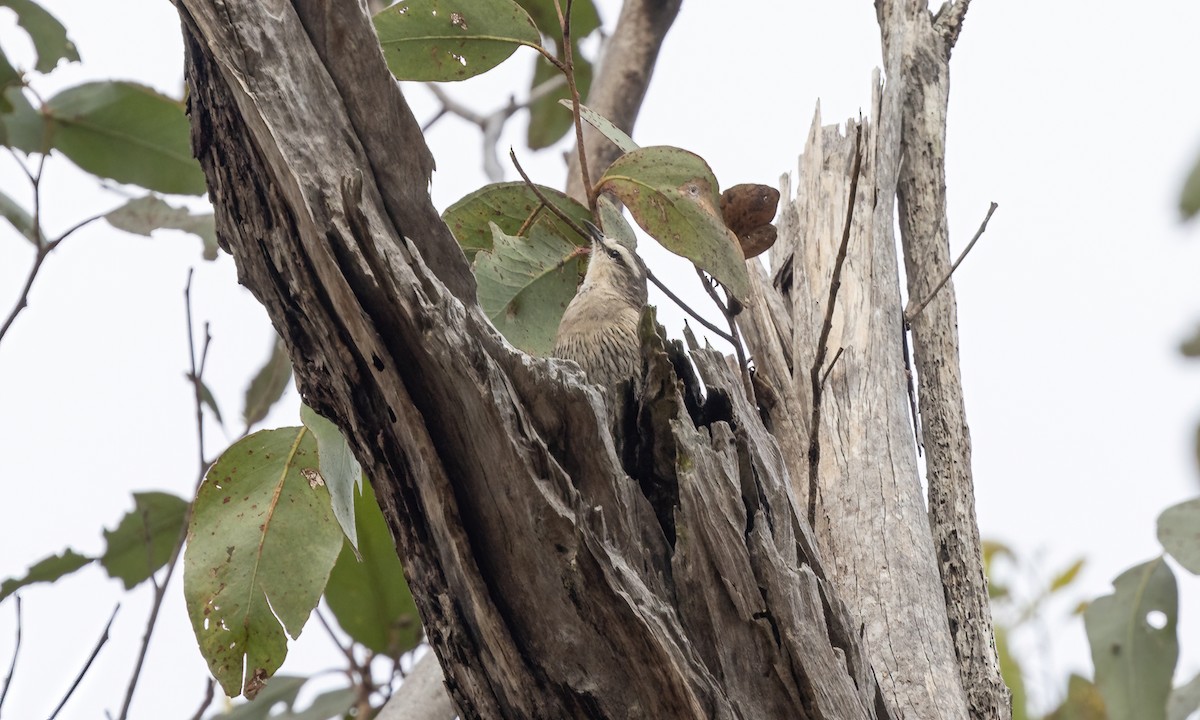 Brown Treecreeper - ML613722080