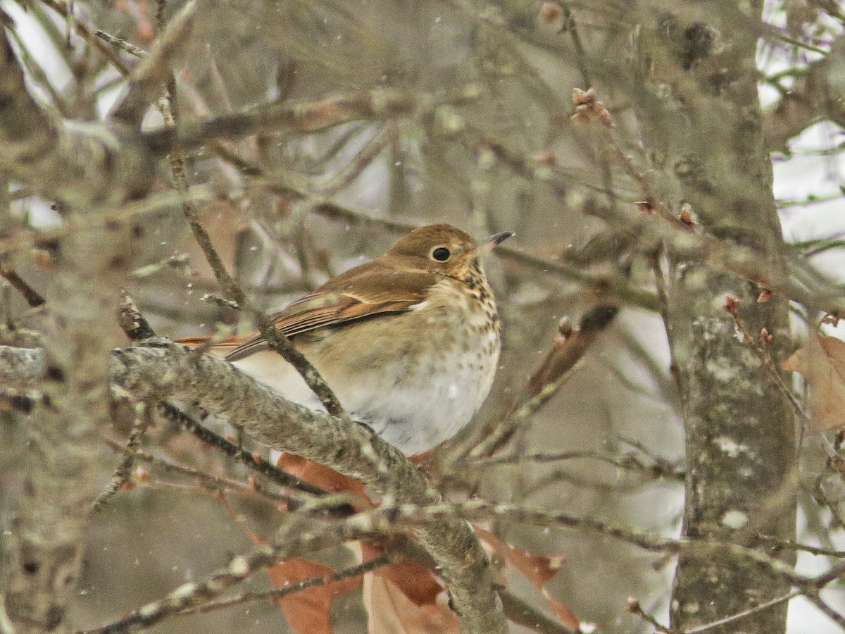 Hermit Thrush - Kenneth Schneider