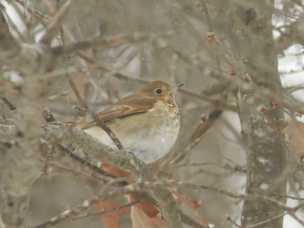 Hermit Thrush - ML613722100