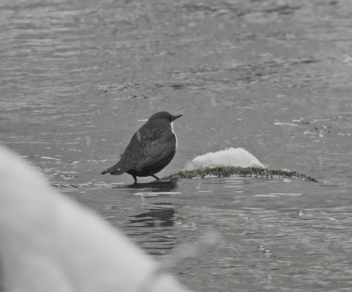 White-throated Dipper - Nicolás Tamargo de Eguren