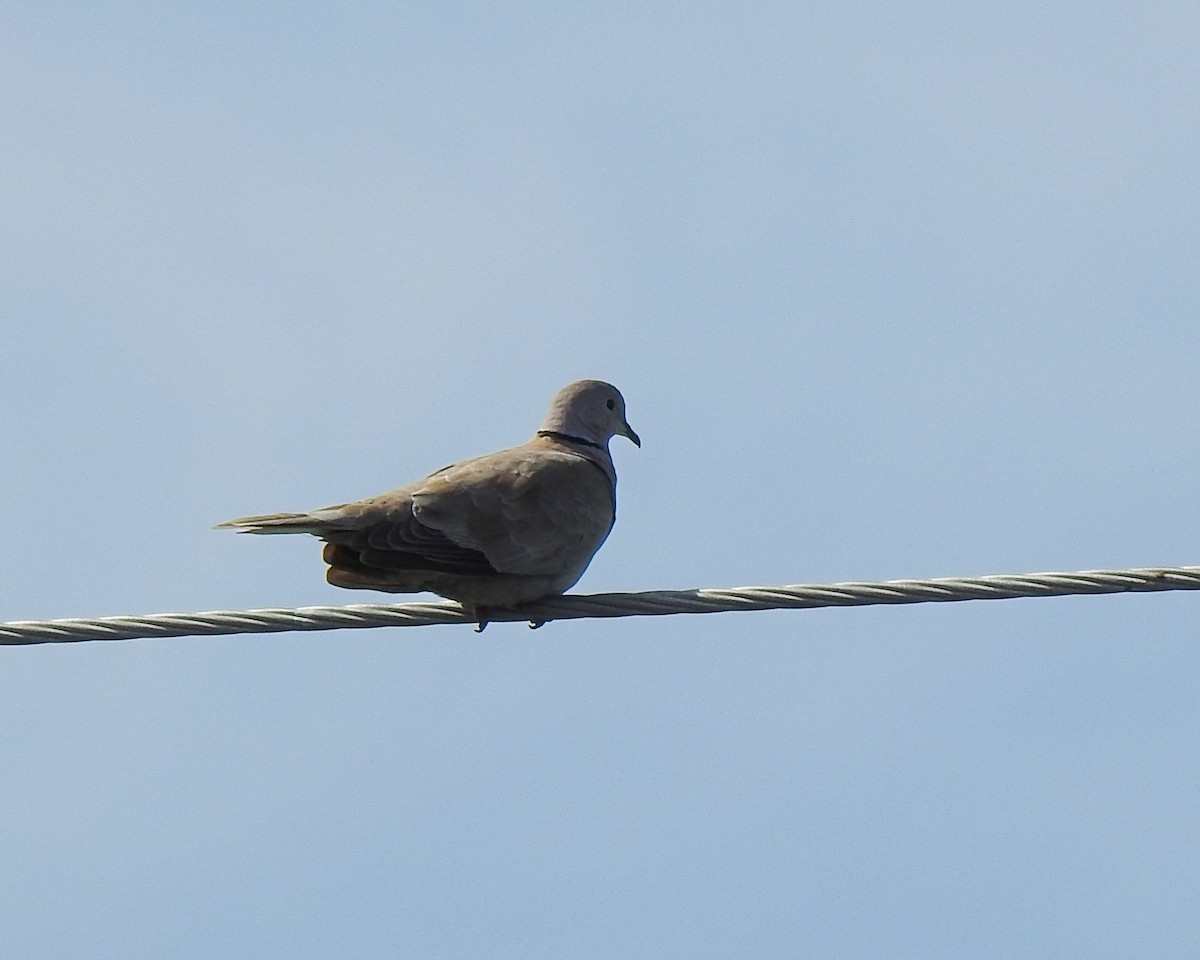 Eurasian Collared-Dove - ML613722112