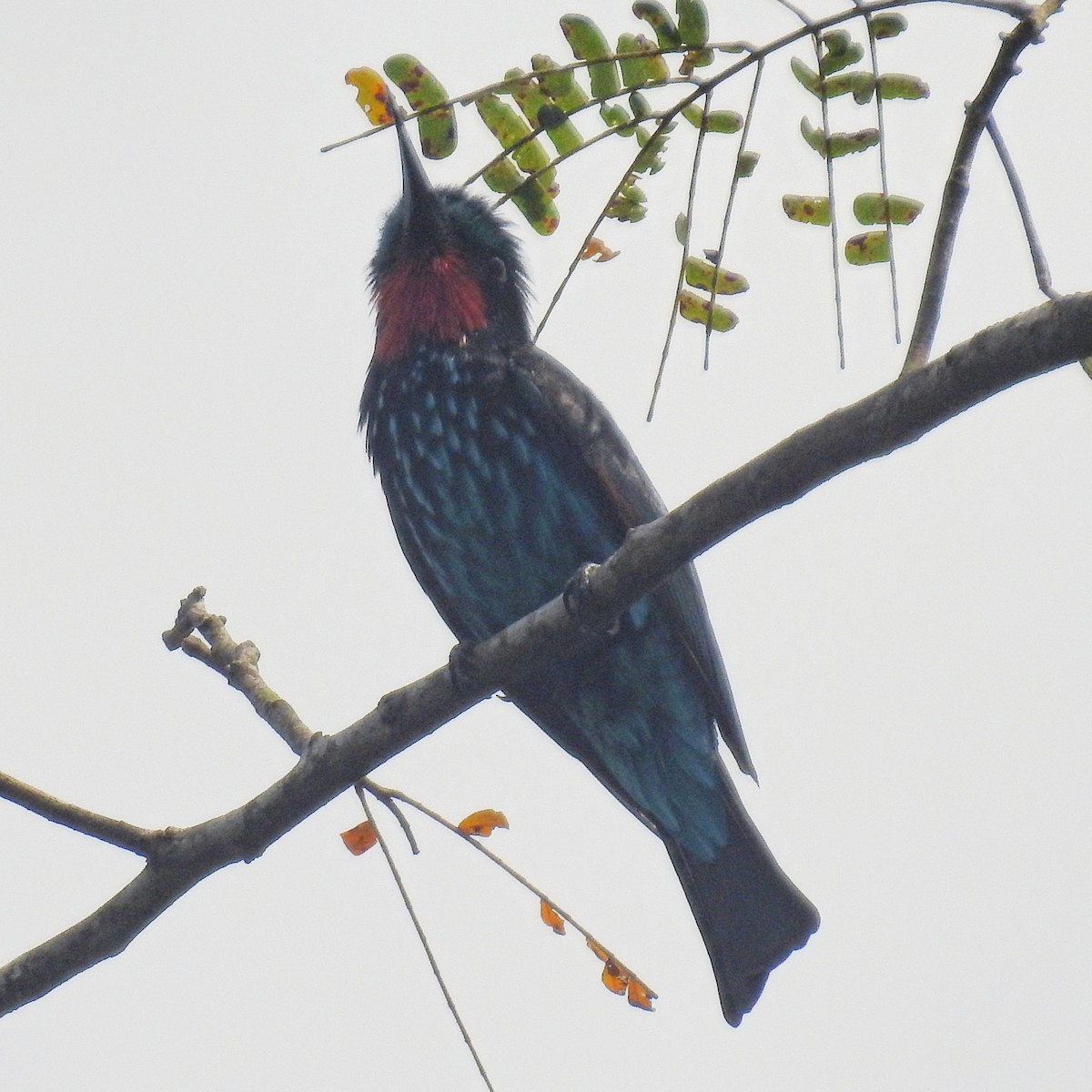 Black Bee-eater - David Cristóbal Huertas