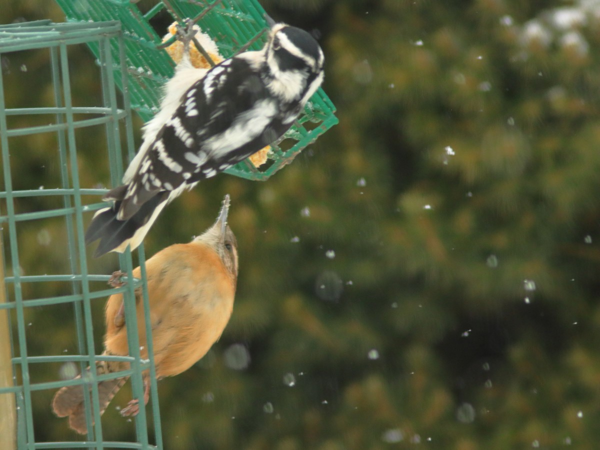 Downy Woodpecker - ML613722196