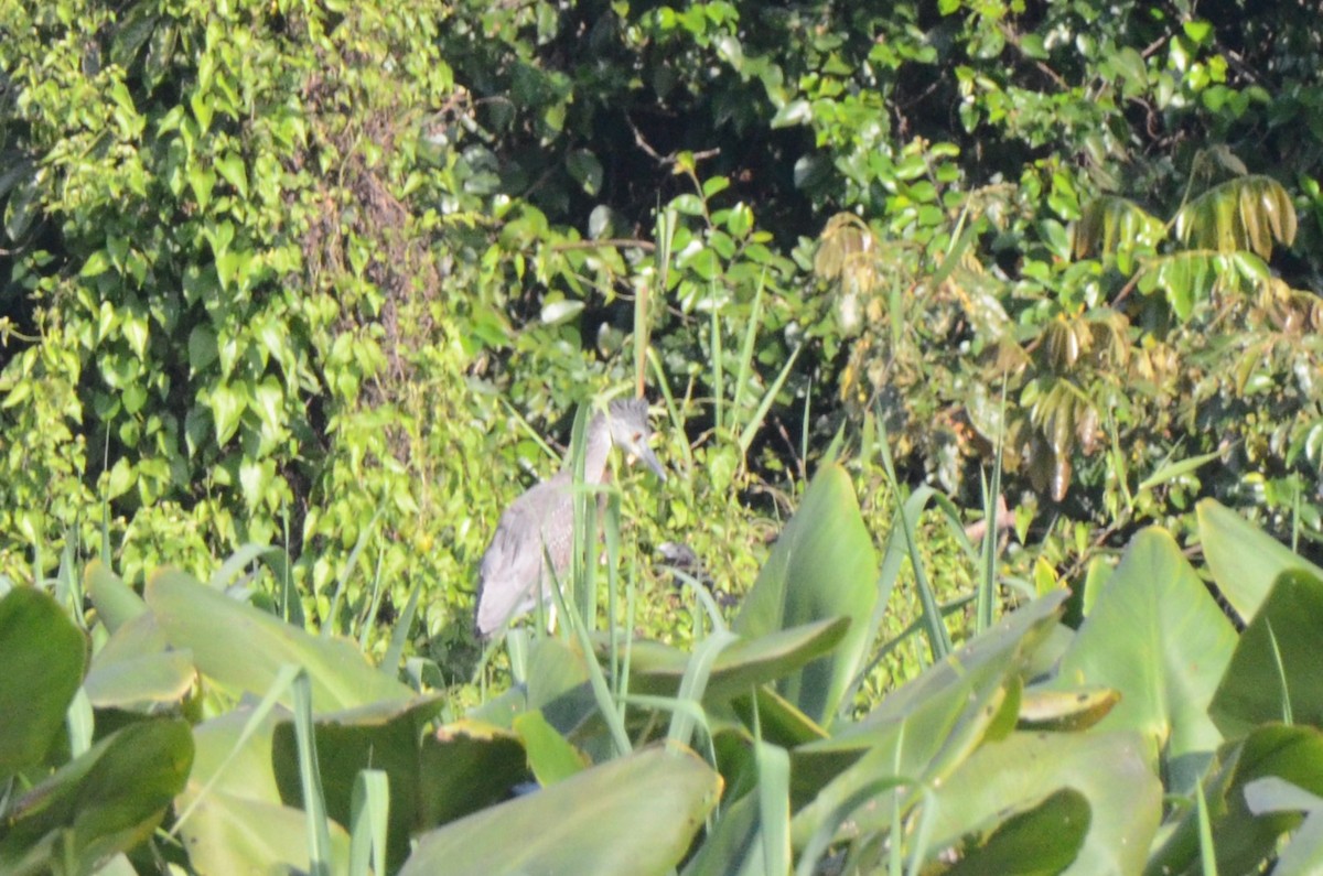 Yellow-crowned Night Heron - ML613722205