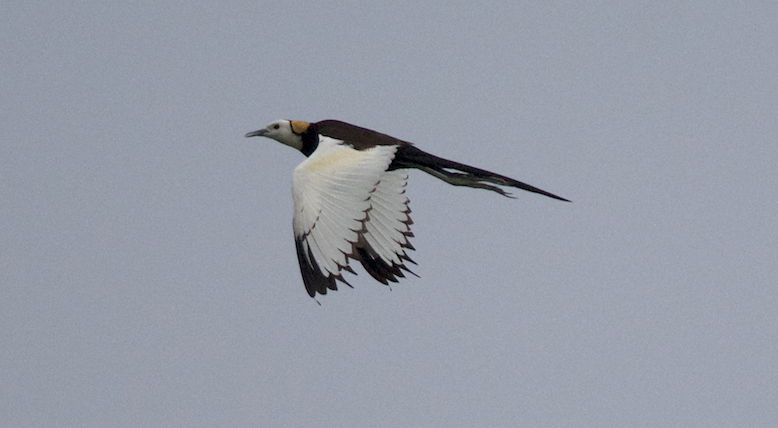 Pheasant-tailed Jacana - Ashis Kumar  Pradhan