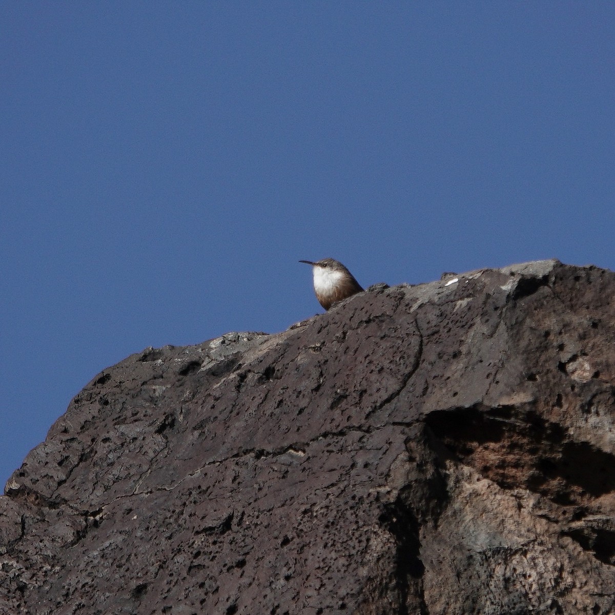 Canyon Wren - ML613722211