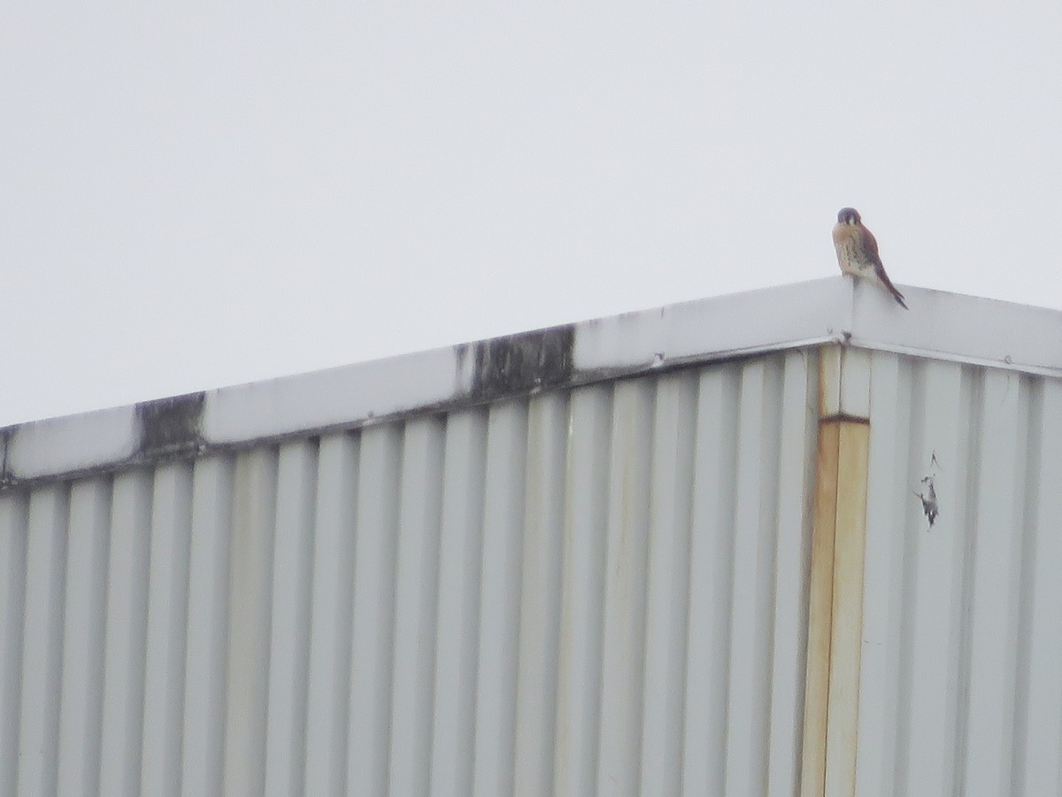 American Kestrel - ML613722281