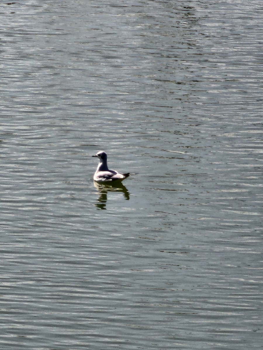 Bonaparte's Gull - ML613722298