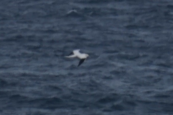 Northern Gannet - ML613722357