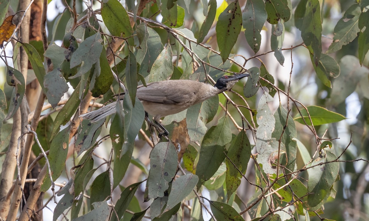 Noisy Friarbird - ML613722371