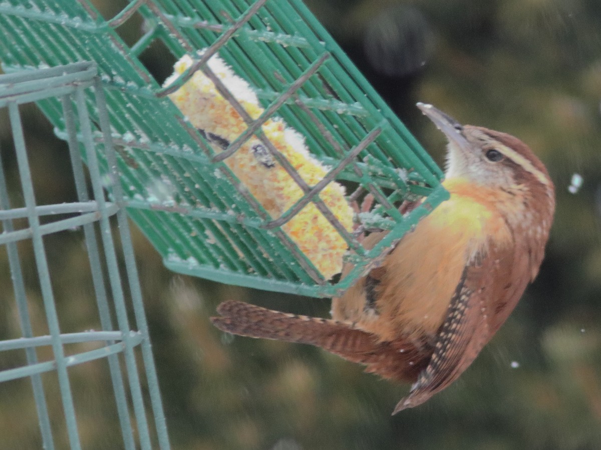 Carolina Wren - ML613722375