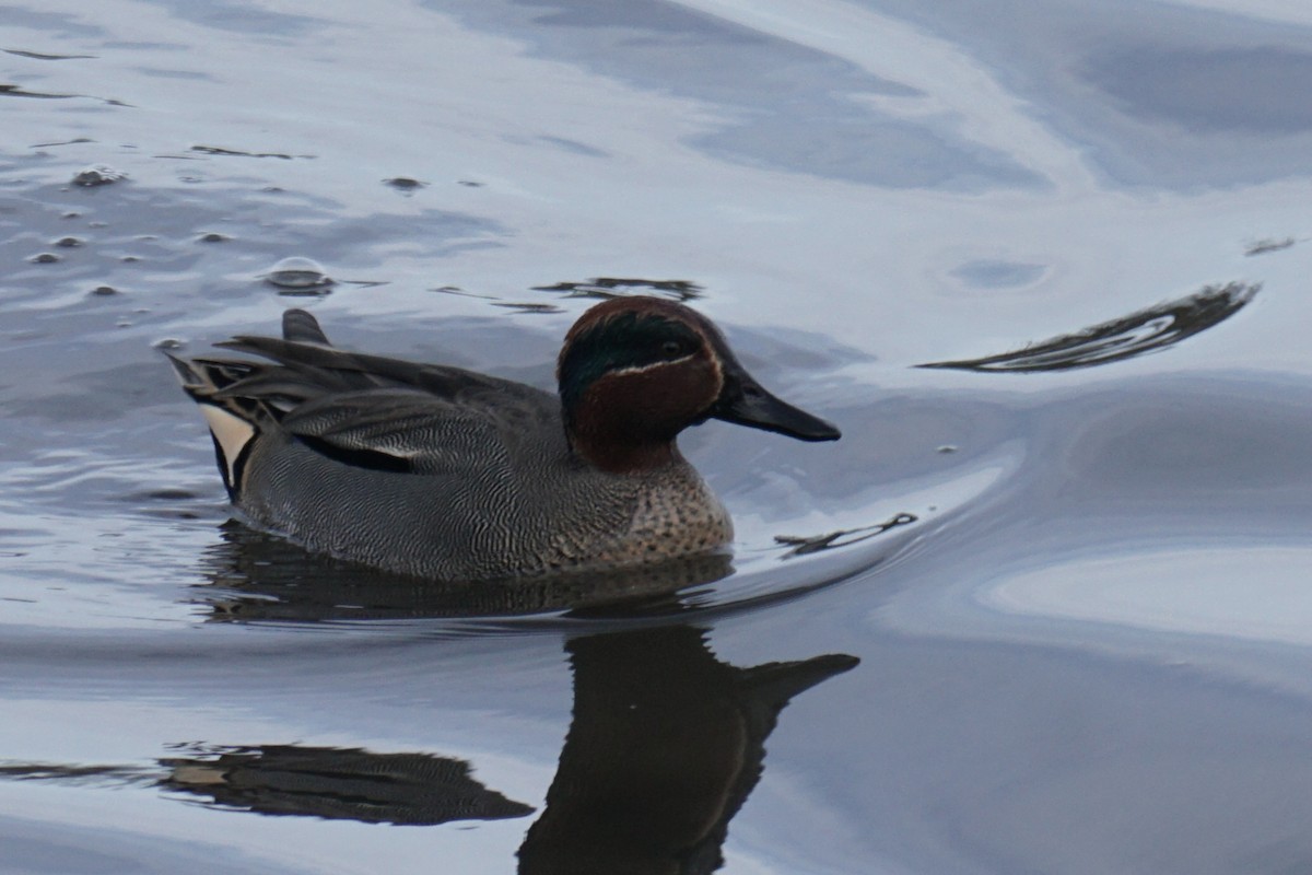 Green-winged Teal - ML613722391