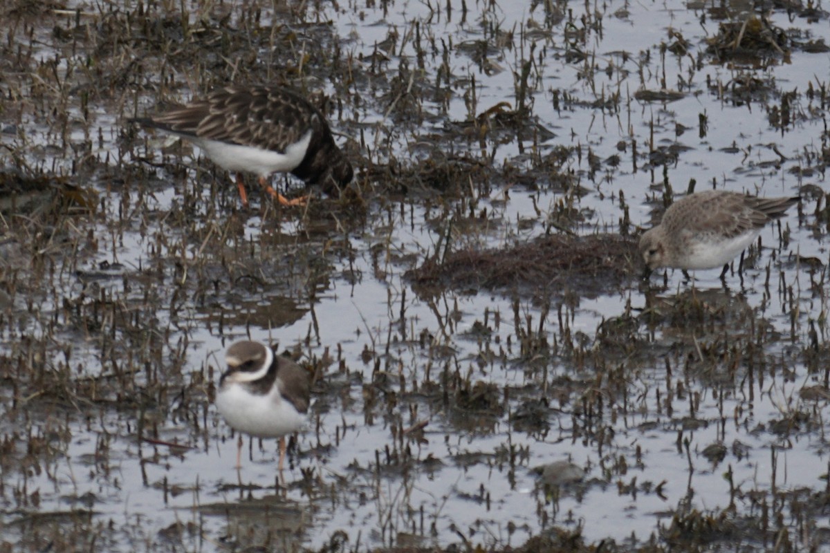 Common Ringed Plover - ML613722406