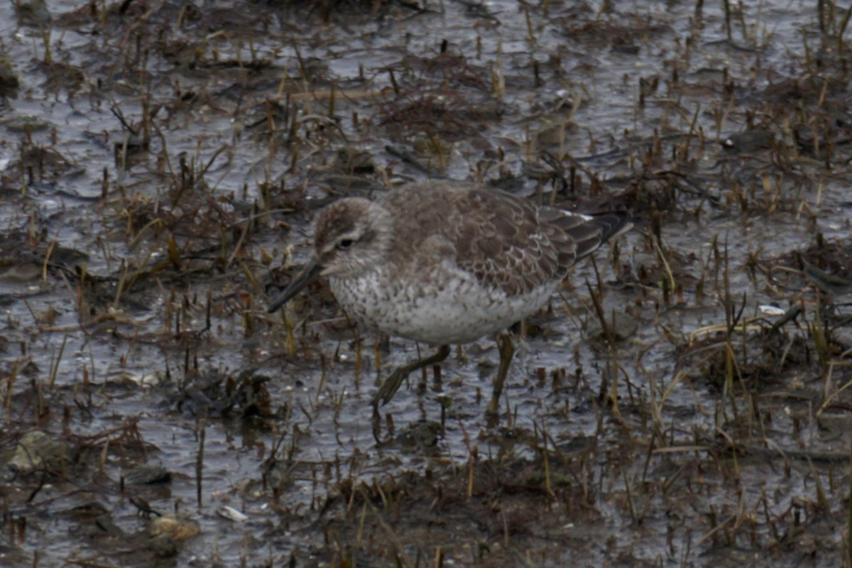 Red Knot - ML613722426