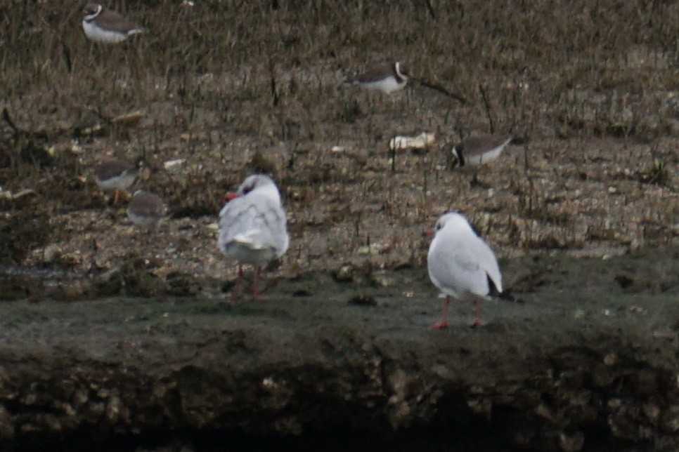 Black-headed Gull - ML613722437