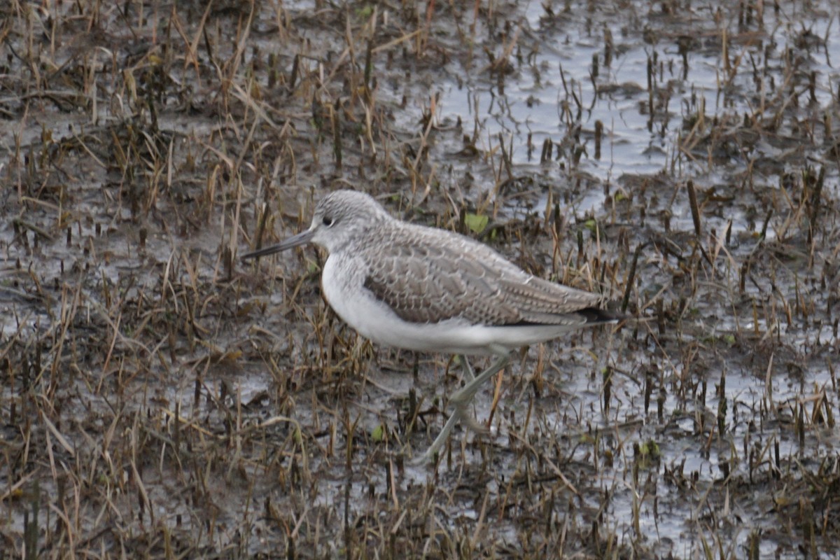 Common Greenshank - Ander Alvarez