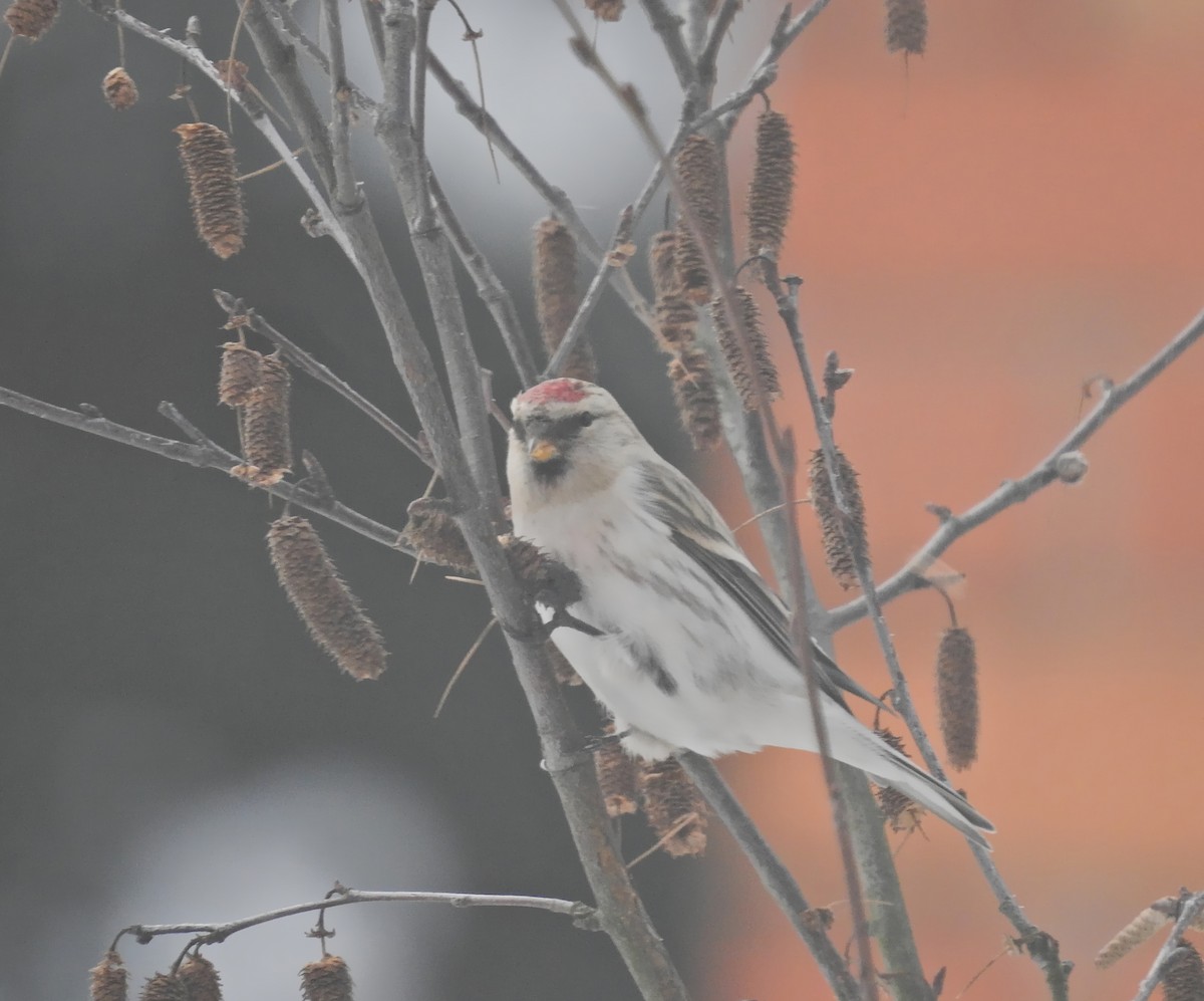 Hoary Redpoll - ML613722447