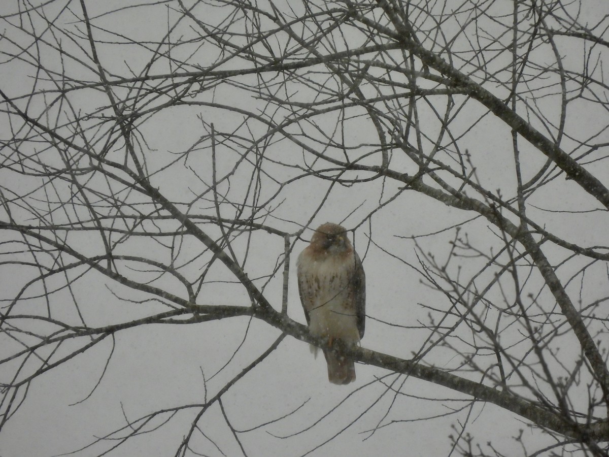 Red-tailed Hawk - ML613722497