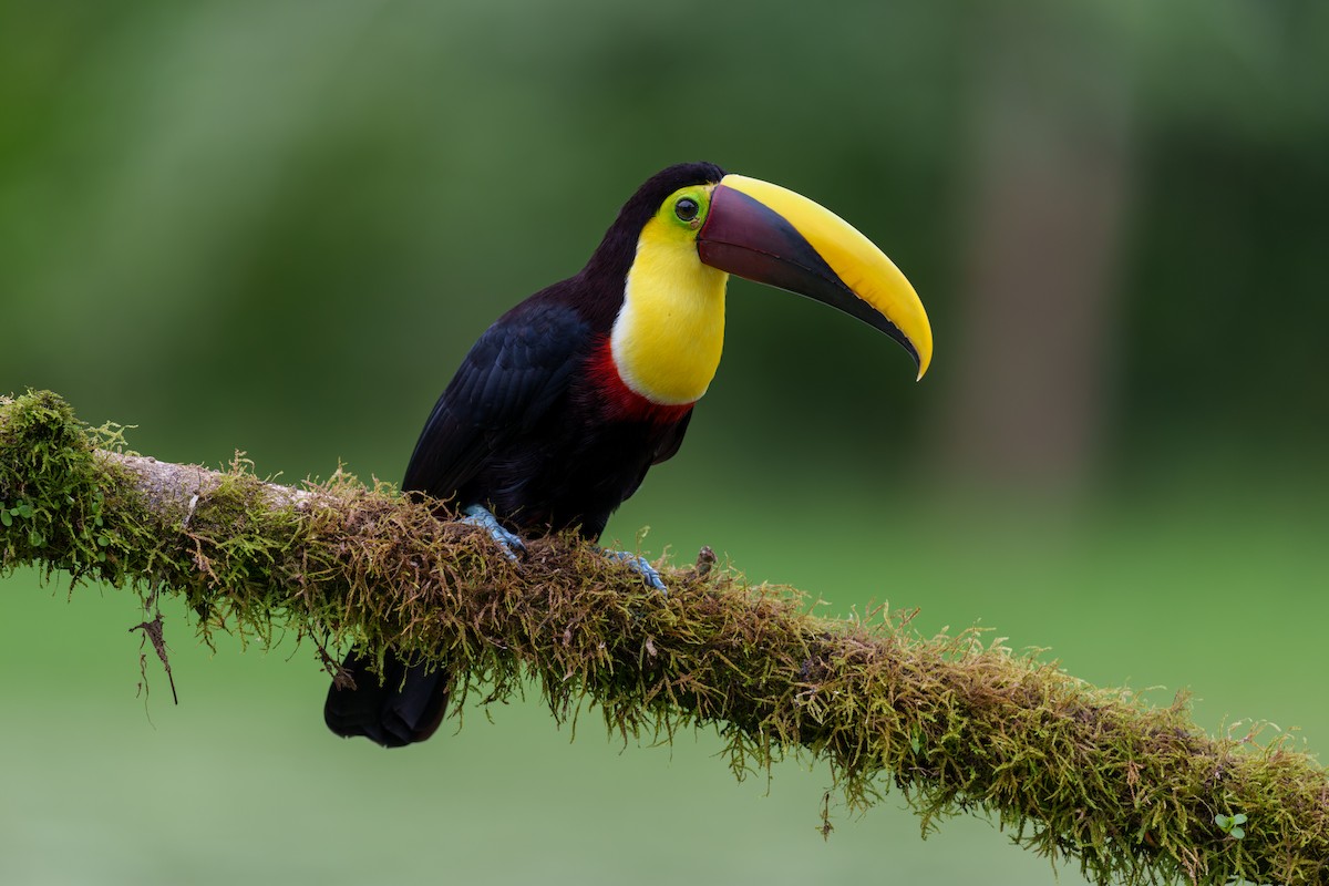 Yellow-throated Toucan - ML613722514