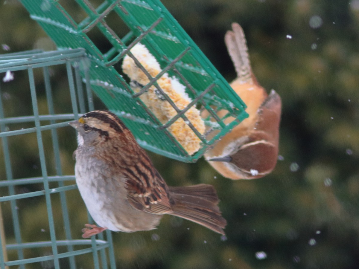 White-throated Sparrow - ML613722515