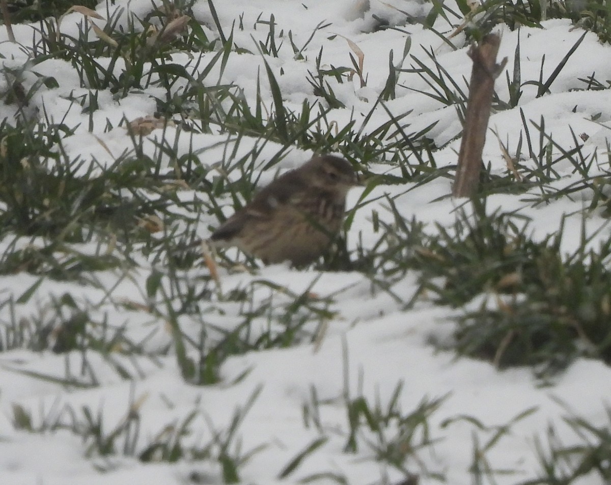 American Pipit - ML613722557