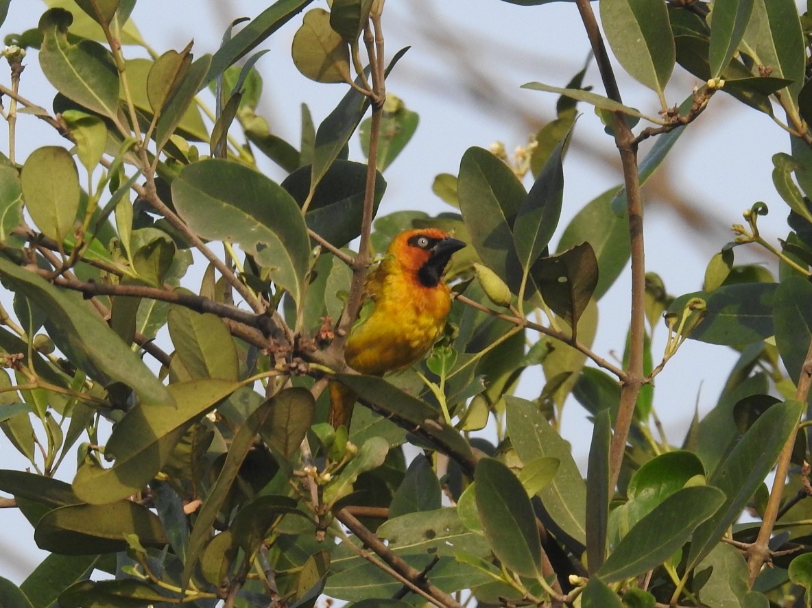 Olive-naped Weaver - ML613722644