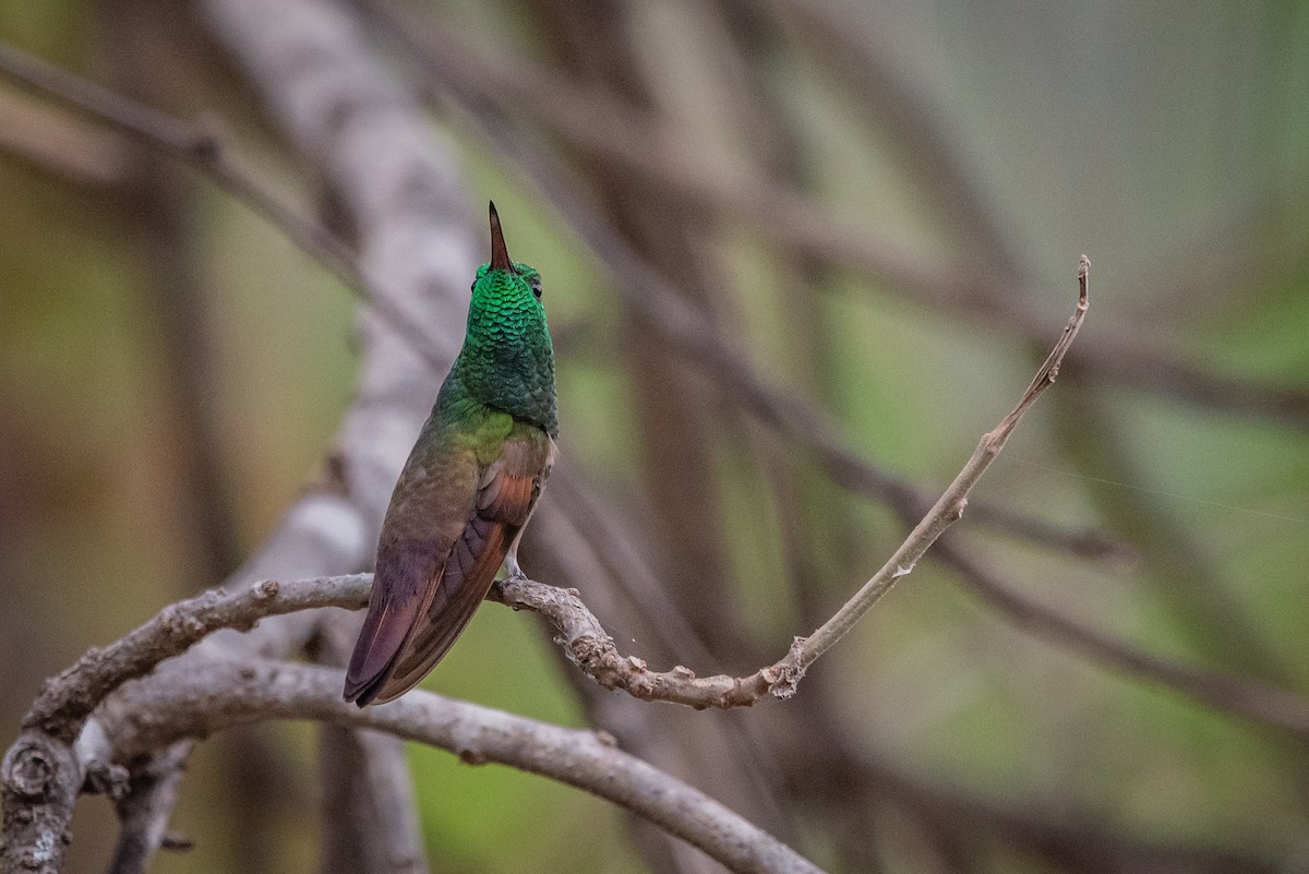 Berylline Hummingbird - José Ramón Avalos