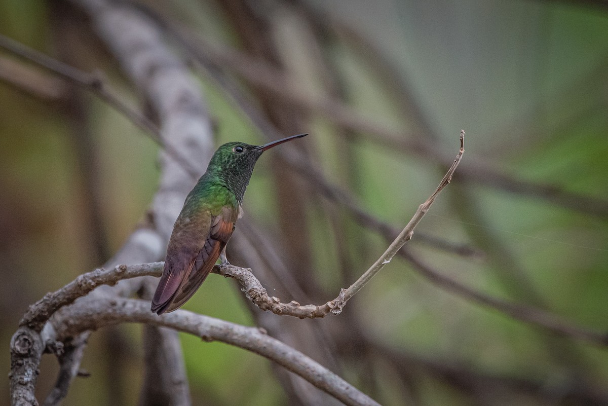 Berylline Hummingbird - José Ramón Avalos