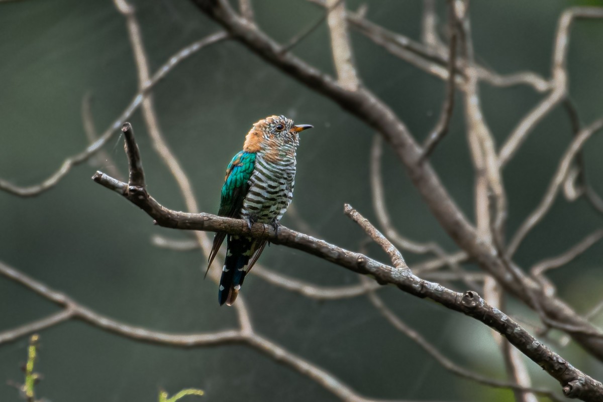 Asian Emerald Cuckoo - ML613722650