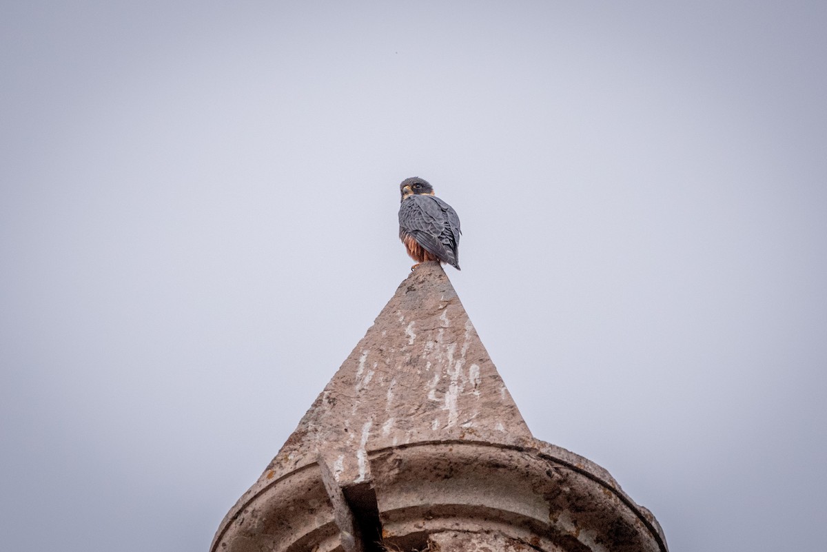 Bat Falcon - José Ramón Avalos