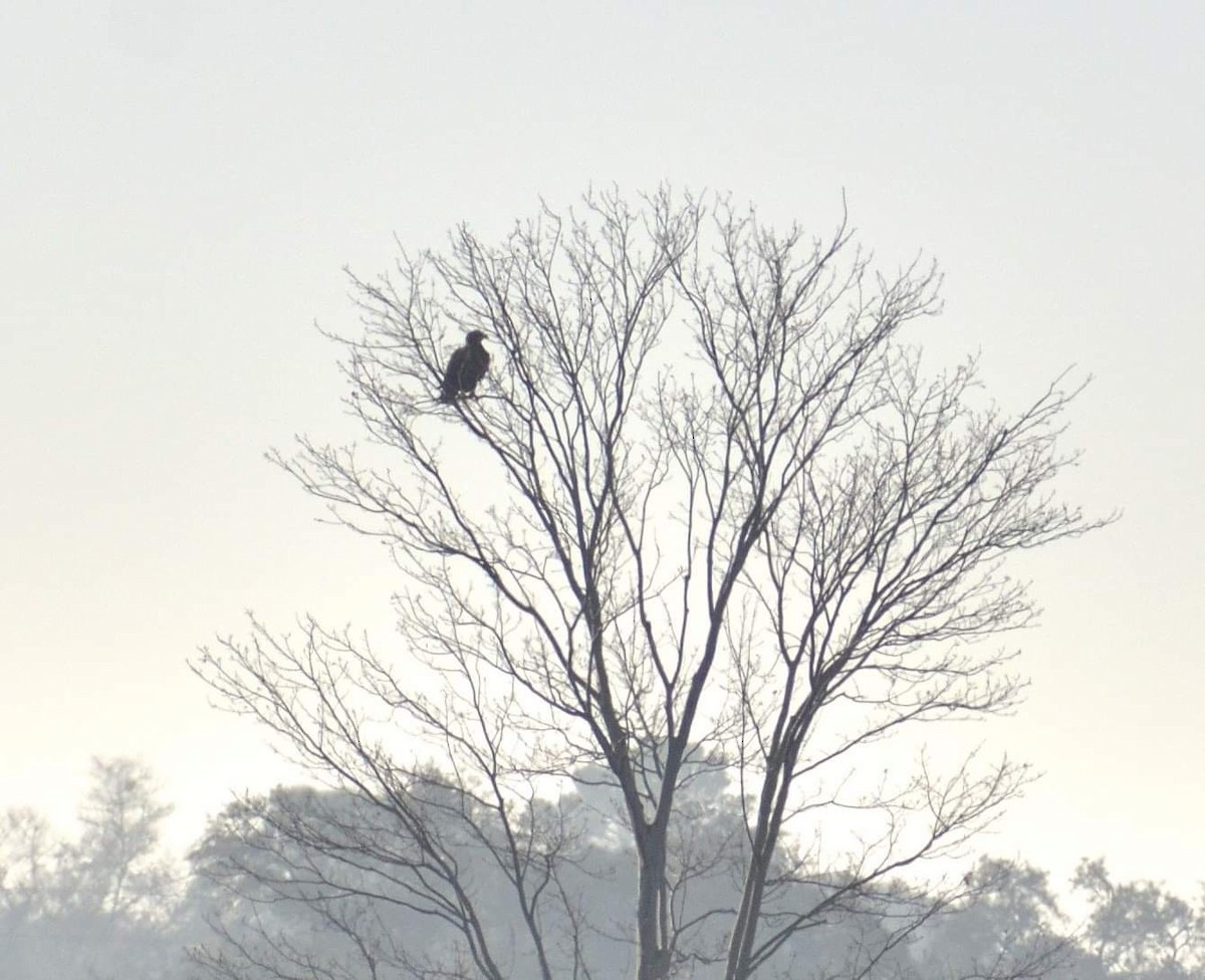 Bald Eagle - ML613722702