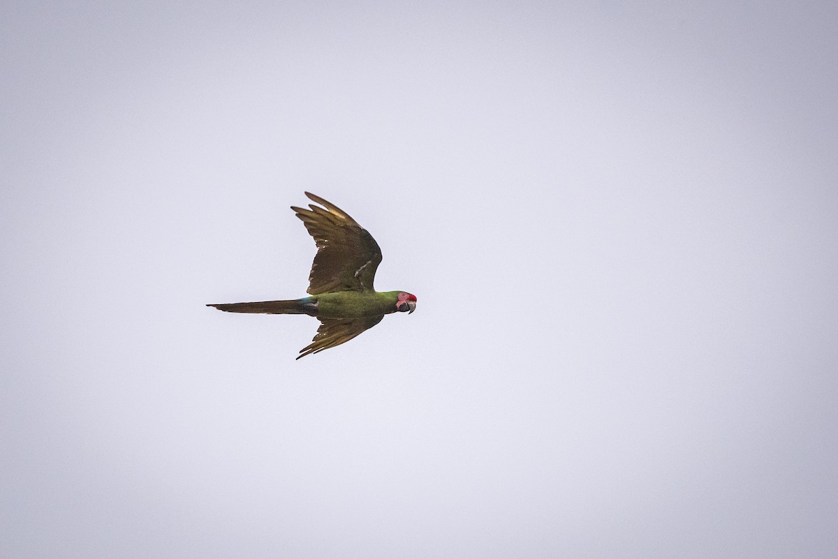 Military Macaw - ML613722711