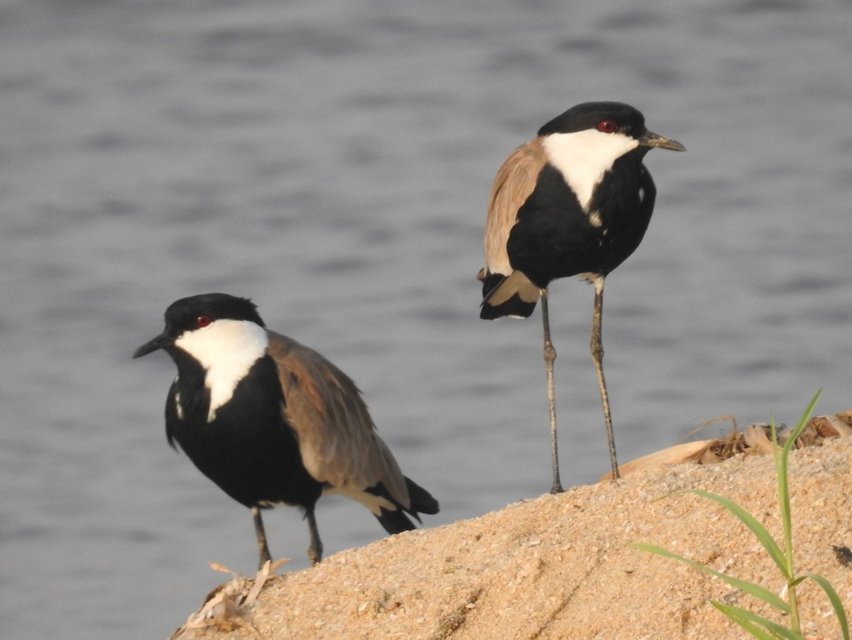 Spur-winged Lapwing - ML613722763