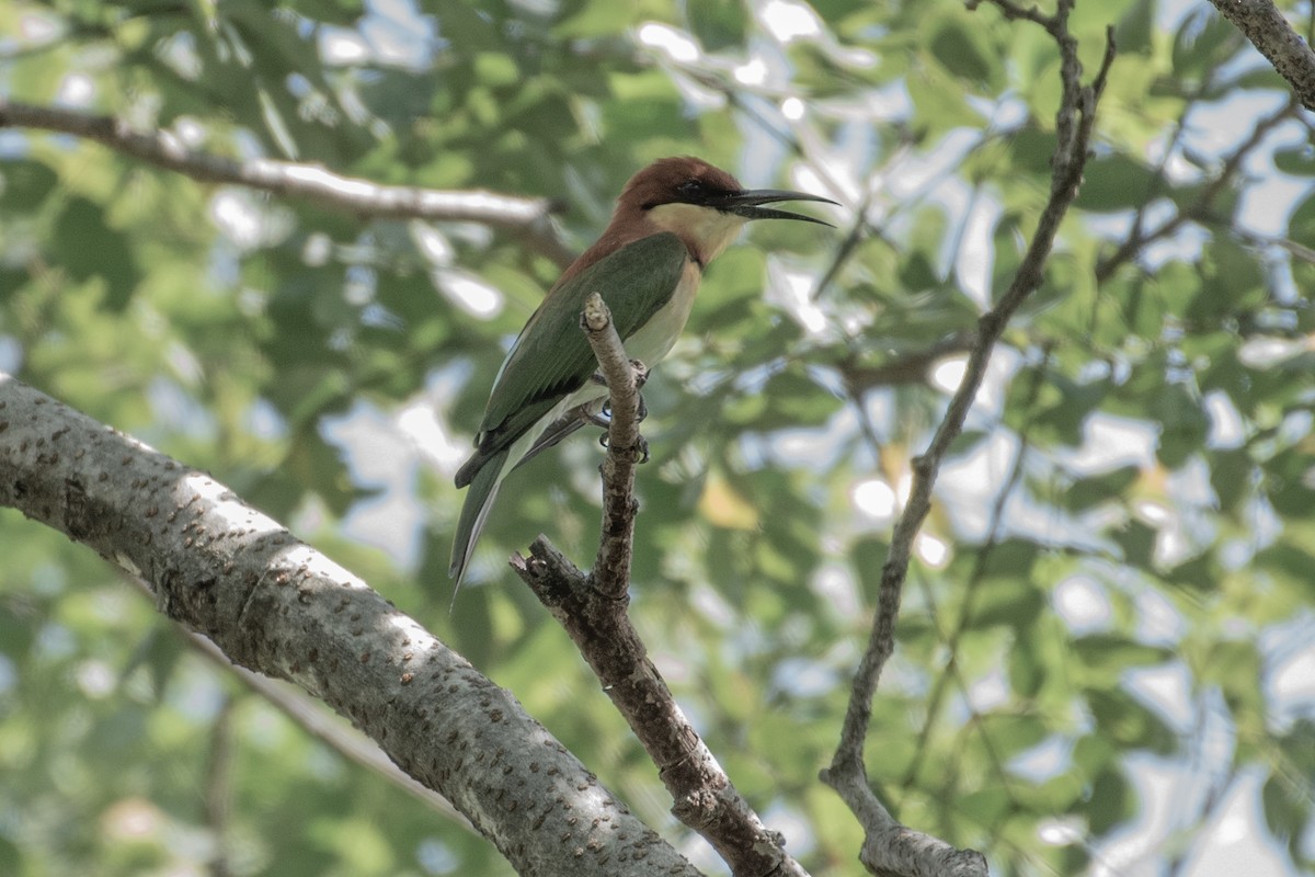 Chestnut-headed Bee-eater - ML613722766