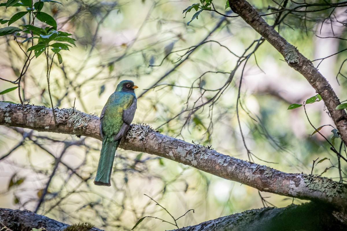 Trogon montagnard - ML613722776