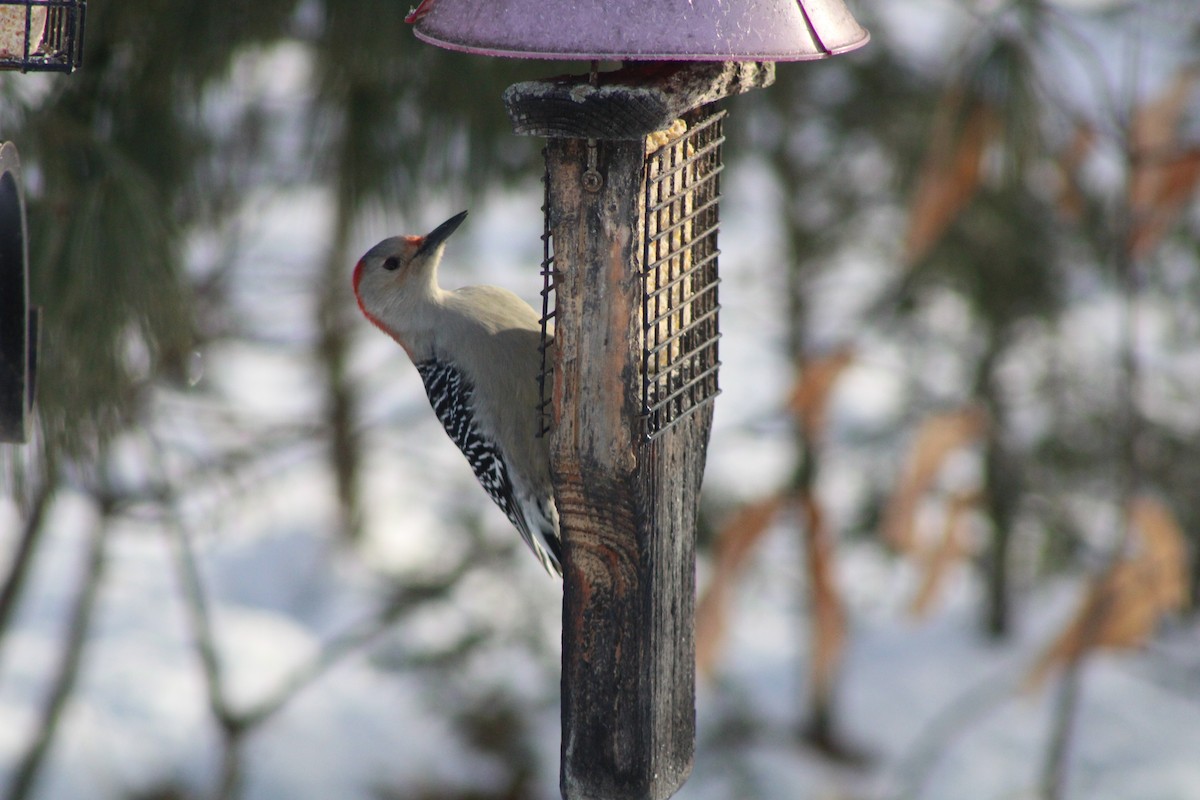 Red-bellied Woodpecker - ML613722779