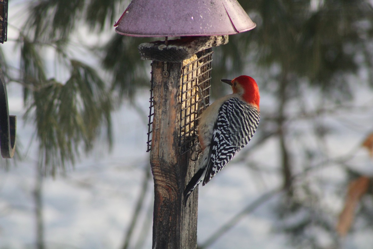 Red-bellied Woodpecker - ML613722786