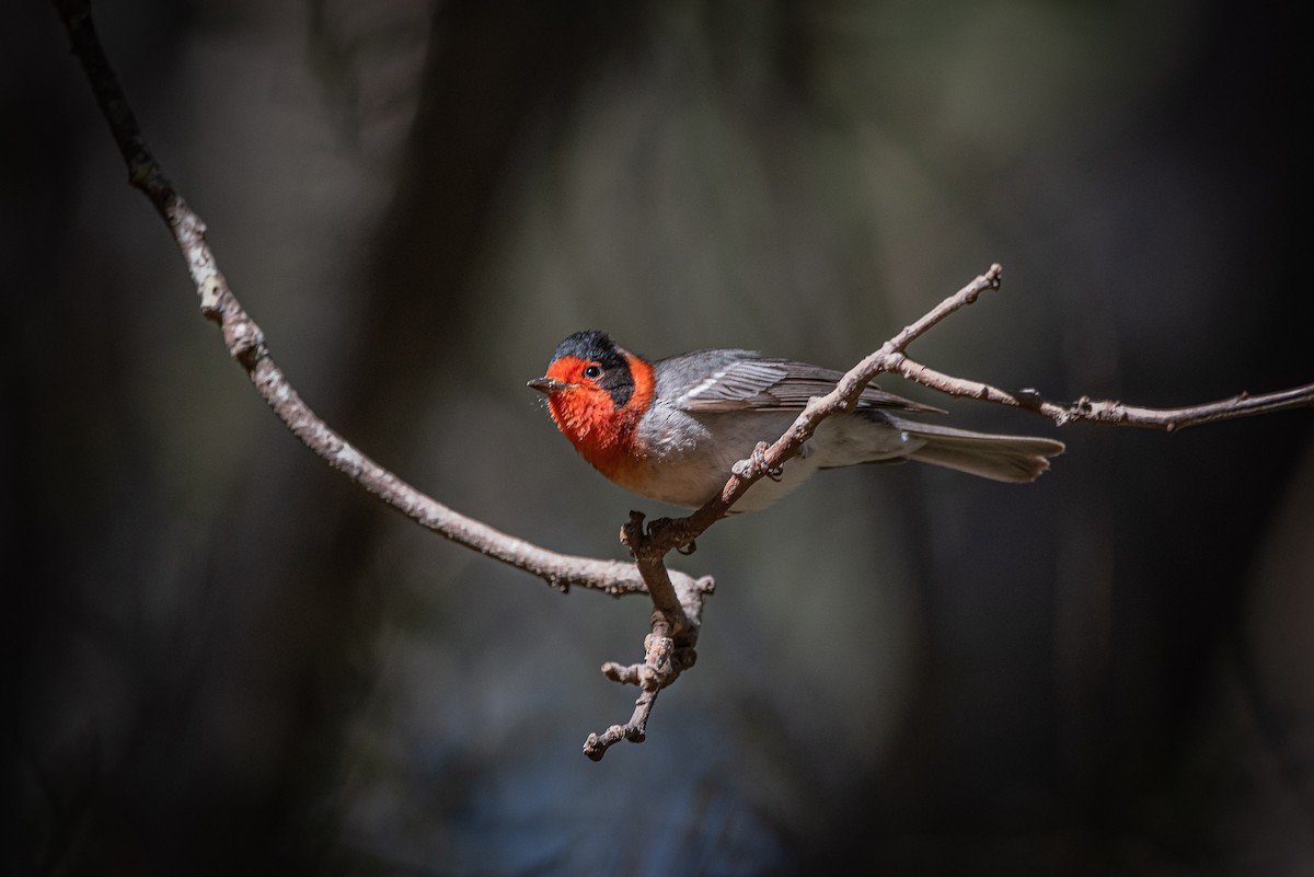 Red-faced Warbler - José Ramón Avalos