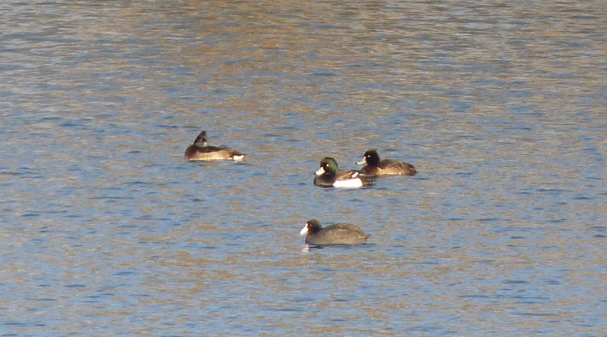 Greater Scaup - ML613722795