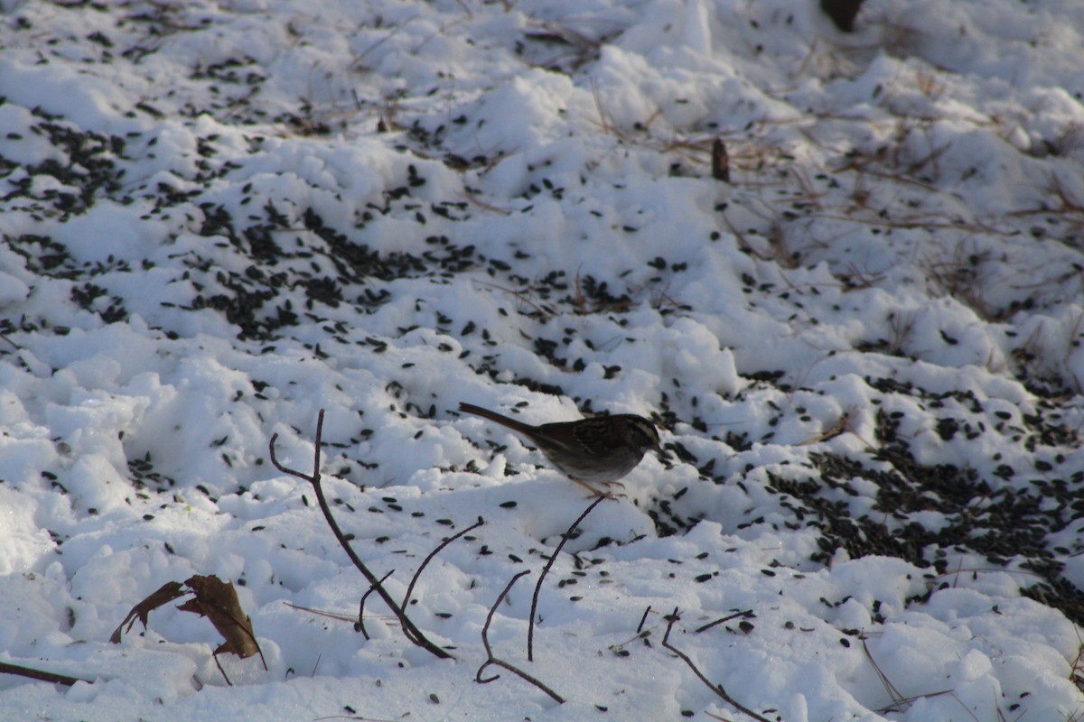 White-throated Sparrow - ML613722797