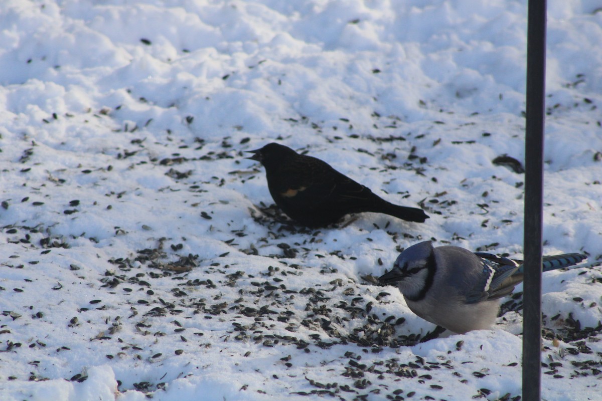 Red-winged Blackbird - ML613722804