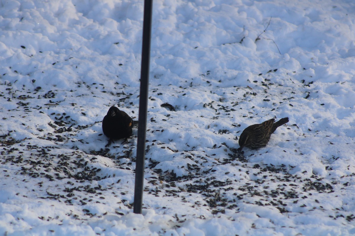 Red-winged Blackbird - ML613722806