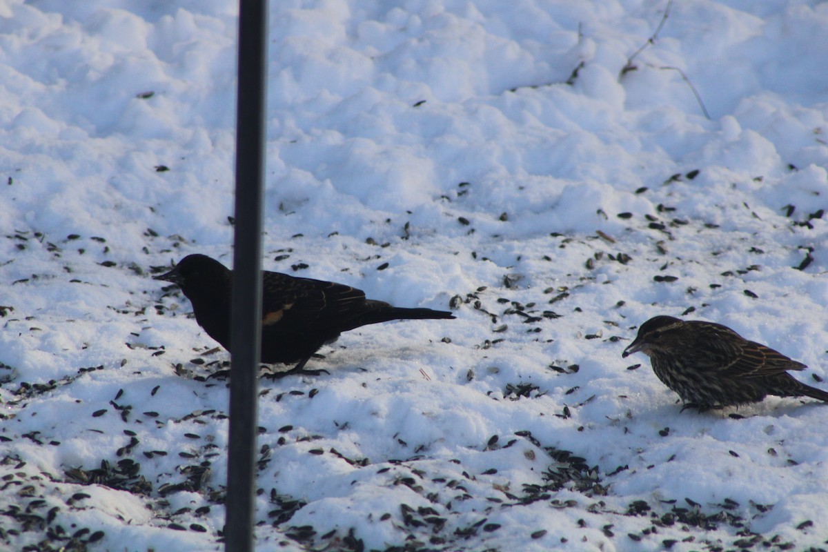Red-winged Blackbird - ML613722807