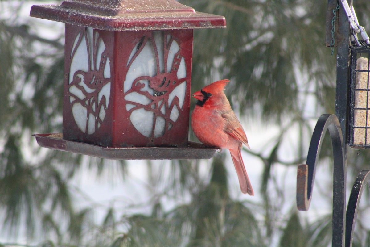 Northern Cardinal - ML613722817